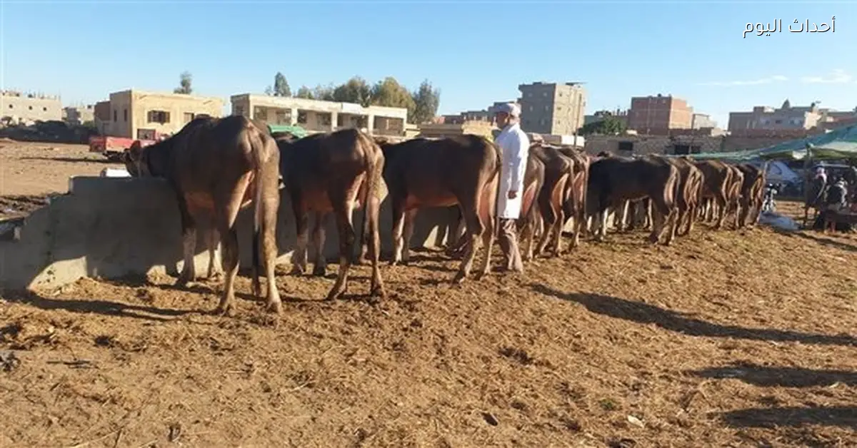 تحصين 286 ألف رأس ماشية في الدقهلية ضد الحمى القلاعية