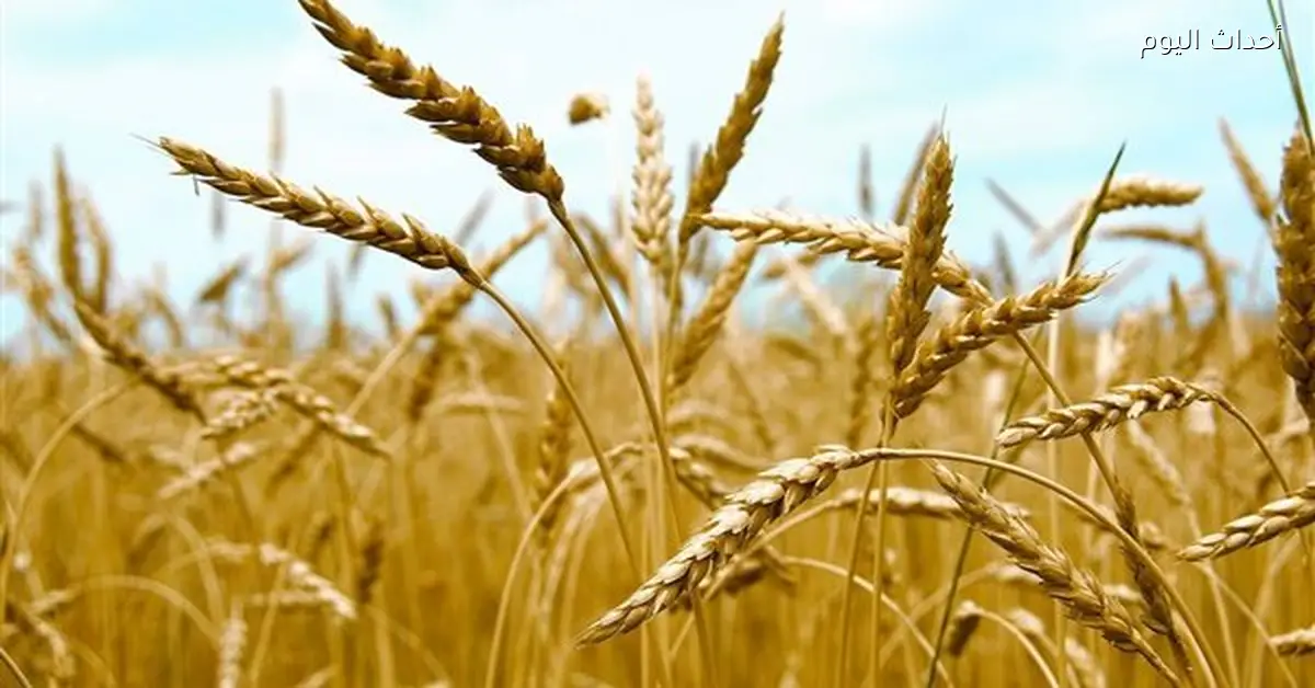 روسيا تزيد حصص تصدير الحبوب بسبب ارتفاع الأسعار العالمية