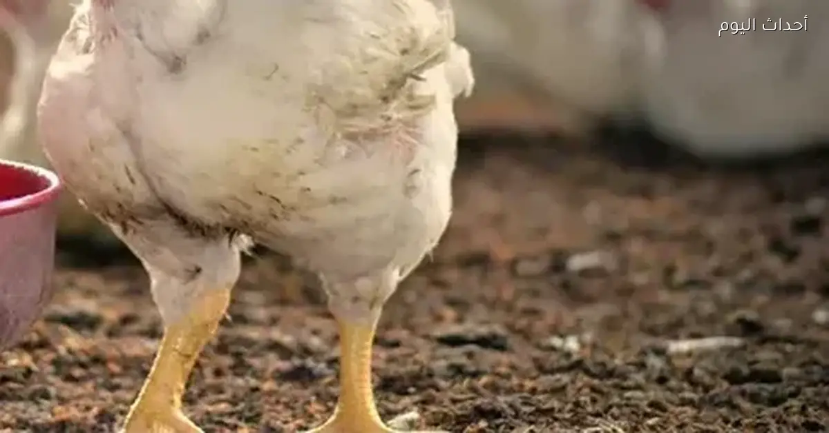 سعر كيلو الفراخ اليوم الأربعاء 31 ديسمبر 2025 واستقرار الأسعار في بورصة الدواجن