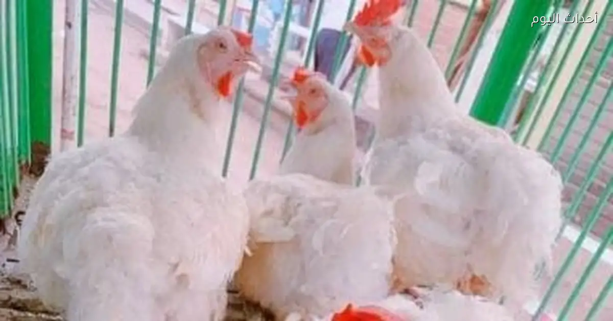 سعر كيلو الفراخ في القليوبية 63 جنيها اليوم 15 ديسمبر 2025