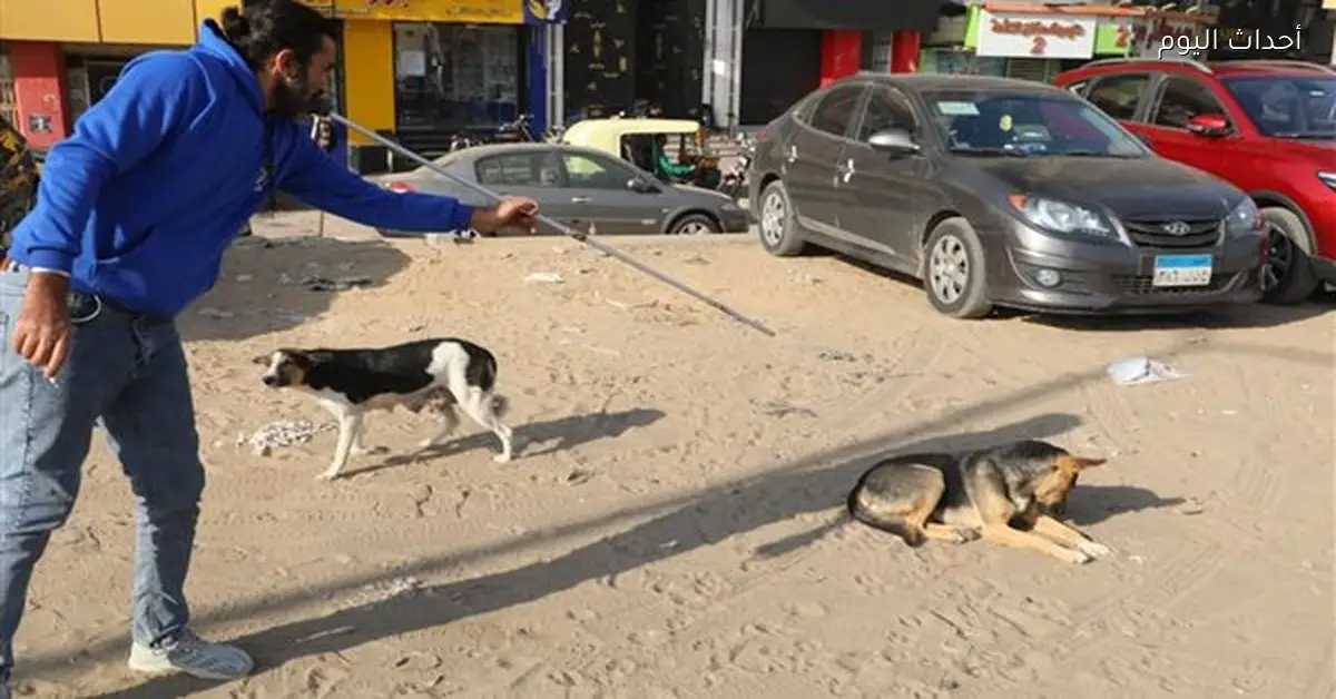 الزراعة تبدأ تعقيم وتحصين الكلاب الحرة في عين شمس
