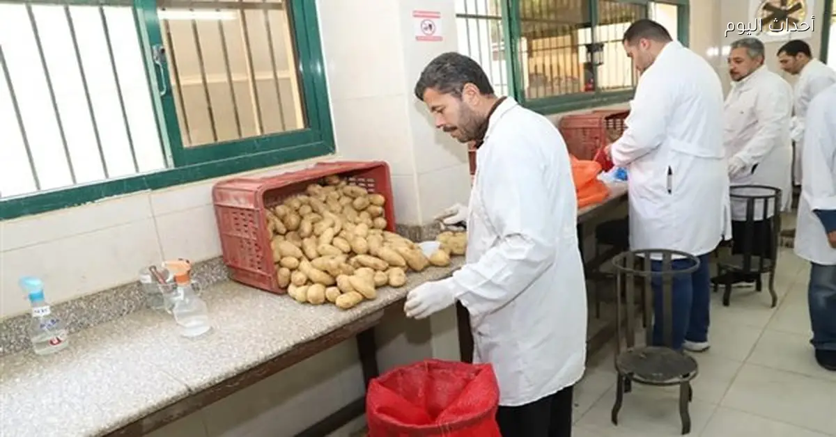 جهود فحص البطاطس وتعزيز تصديرها من وزارة الزراعة
