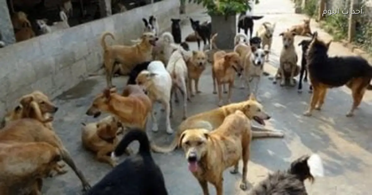 أرقام للإبلاغ عن الكلاب الضالة في الجيزة بعد حالات عقر