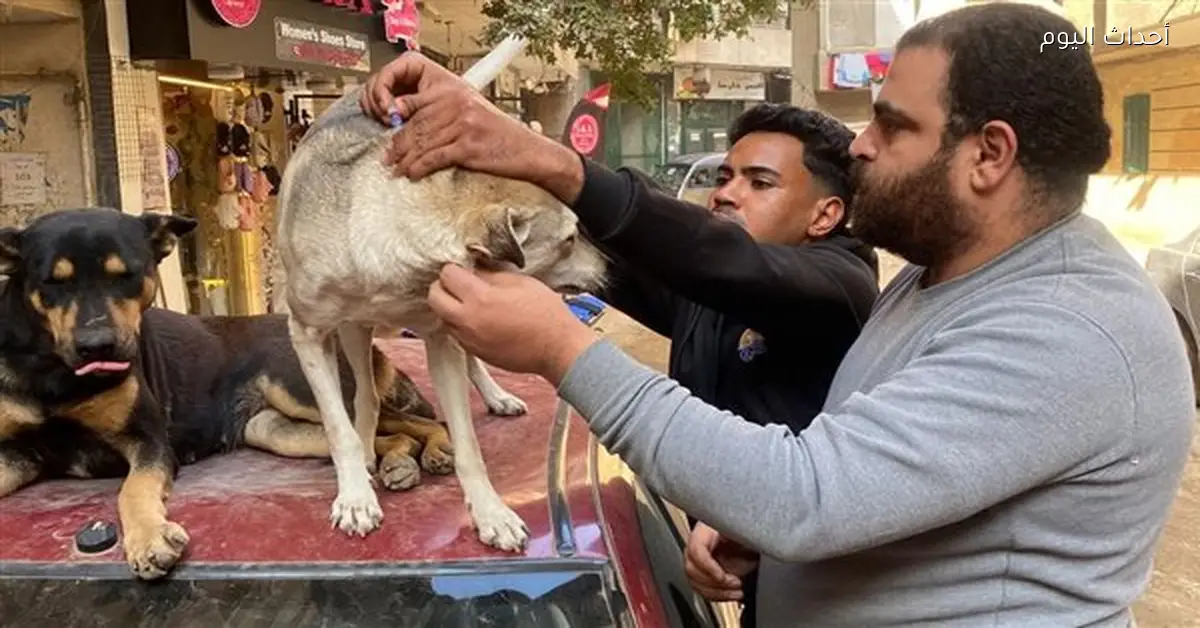 أزمة كلاب الشوارع في عين شمس وتفاصيل الحملة الجديدة