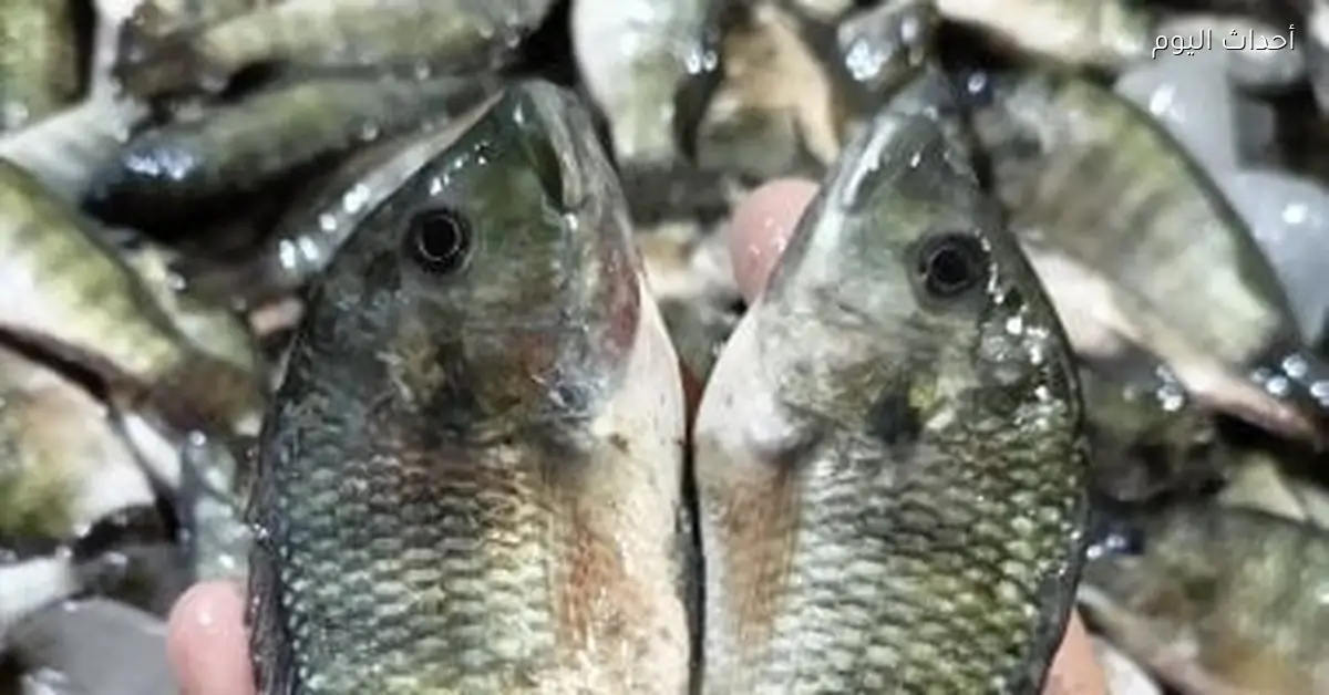 أسعار الأسماك في أسواق دمياط اليوم الجمعة تشمل البلطى بـ70 جنيها