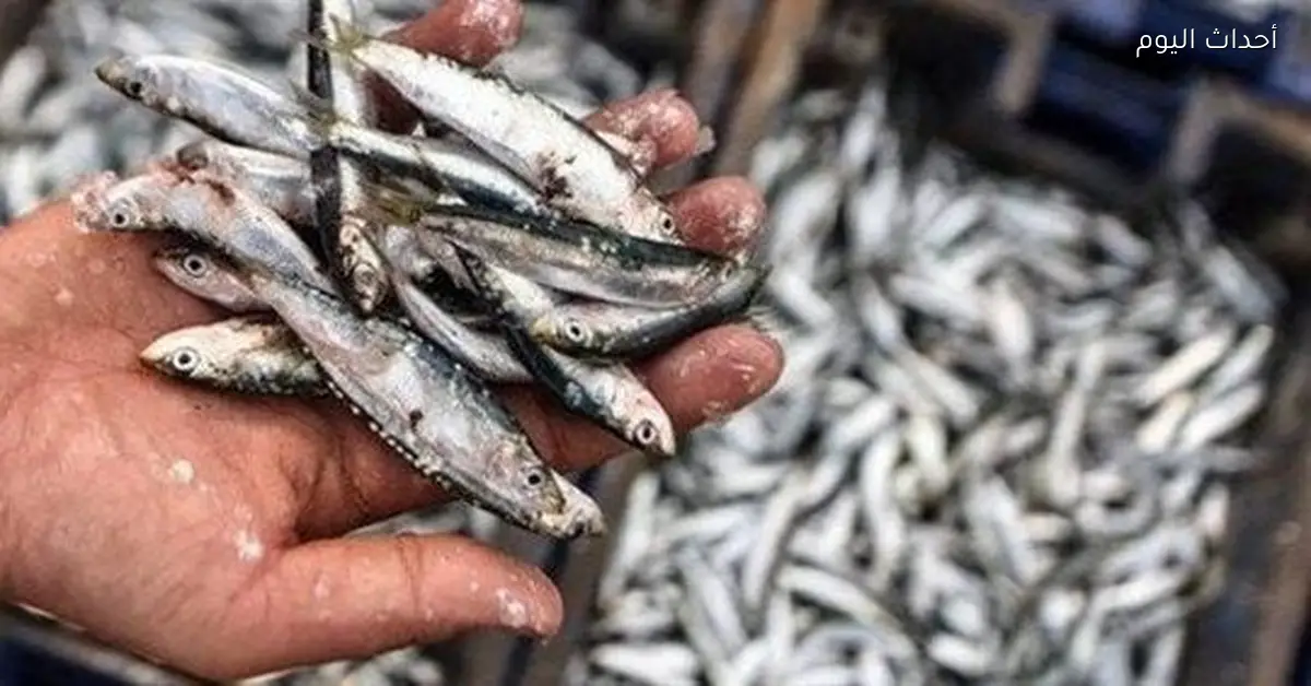 أسعار الأسماك في الأسواق الشعبية اليوم الخميس 15 يناير 2026