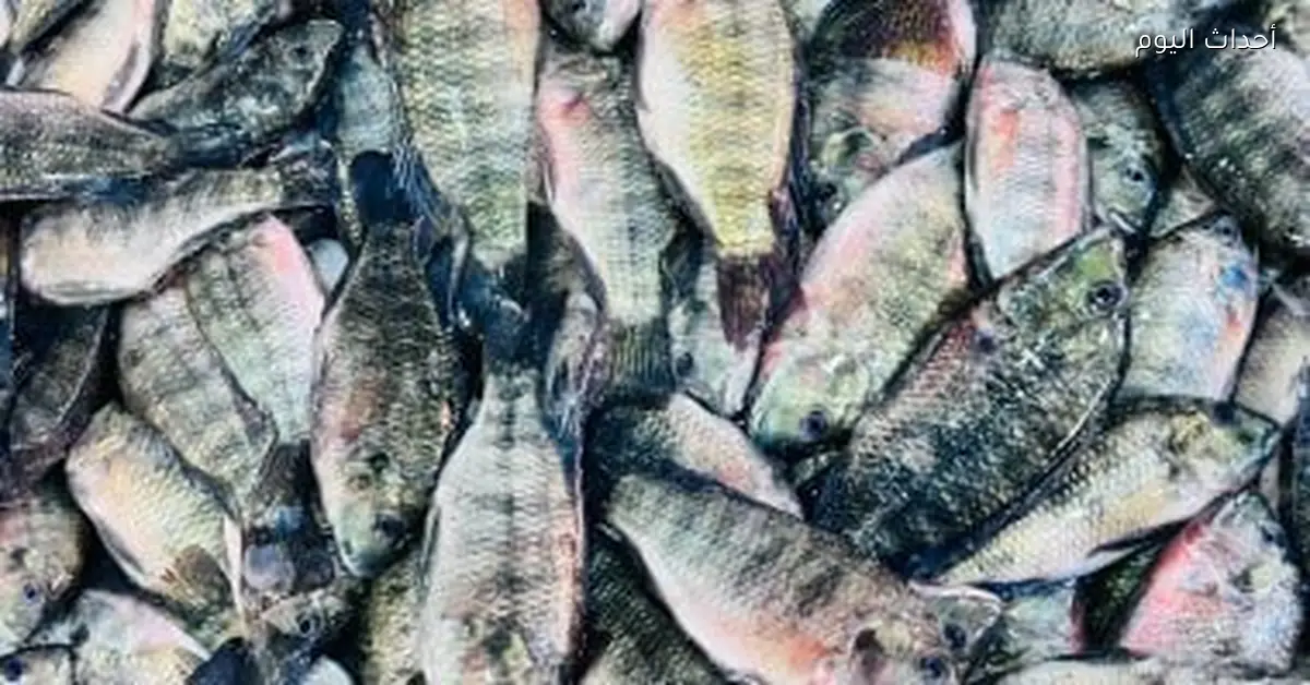 أسعار الأسماك في كفر الشيخ البلطي بـ 65 جنيه الأربعاء 7 يناير 2026