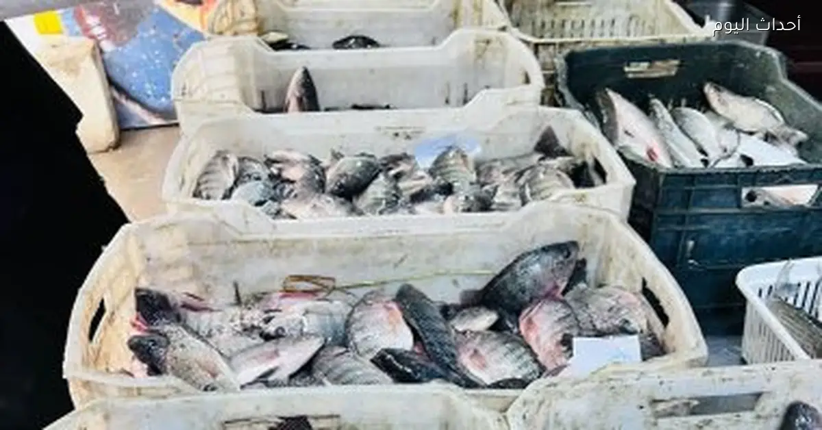 أسعار الأسماك في كفر الشيخ اليوم السبت 3 يناير 2026