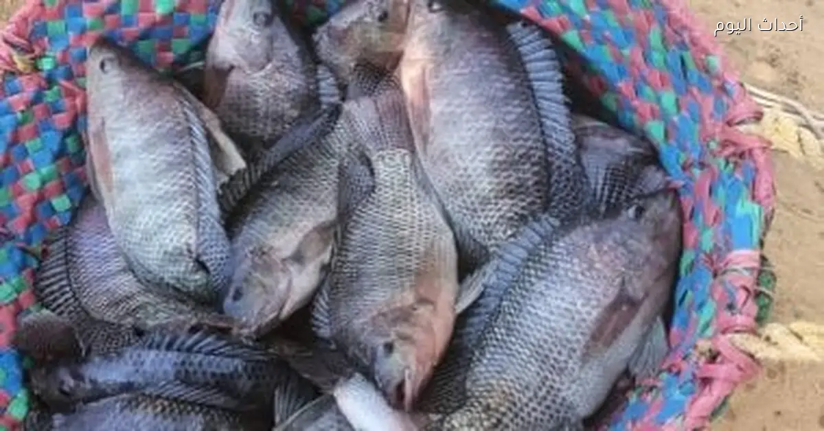 أسعار الأسماك في كفر الشيخ تشمل البلطى بـ 40 جنيه