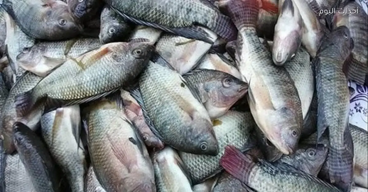 أسعار الأسماك والجمبري تتفاوت في الأسواق المحلية يناير 2026