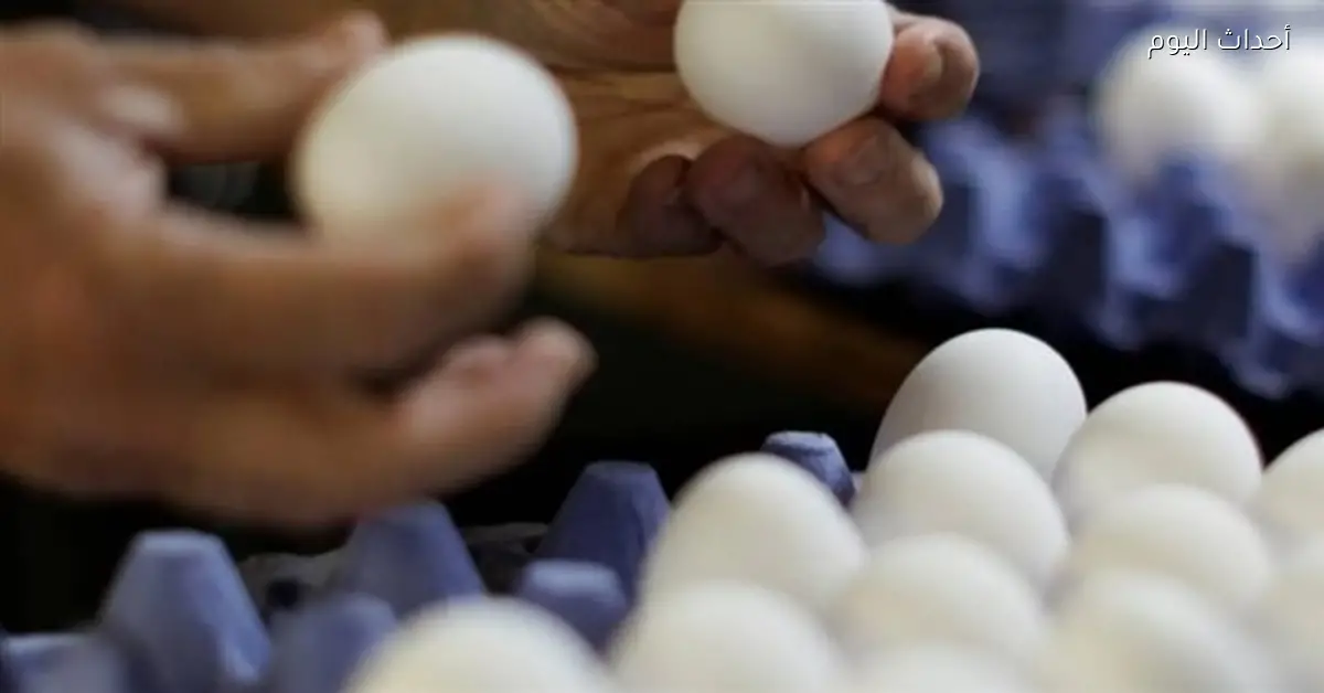 أسعار البيض تتراجع في الأسواق مع بداية 2026