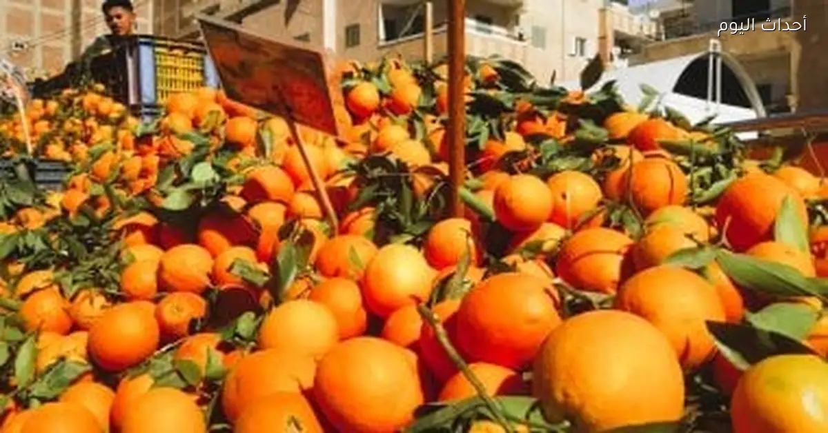 أسعار الخضراوات والفاكهة في كفر الشيخ السبت 3 يناير 2026