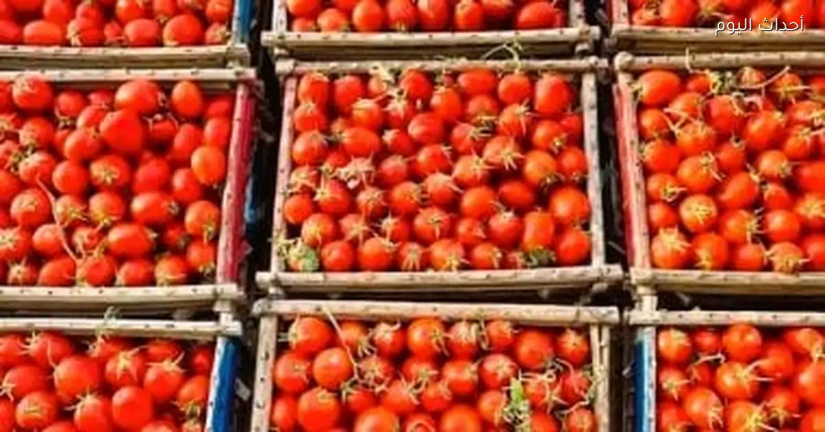 أسعار الخضراوات والفاكهة في كفر الشيخ تسجل 8 جنيهات للطماطم