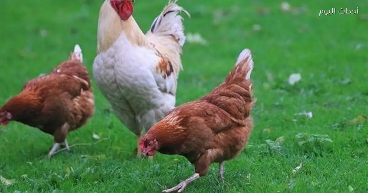 أسعار الدواجن اليوم الأحد في مصر البيضاء والساسو