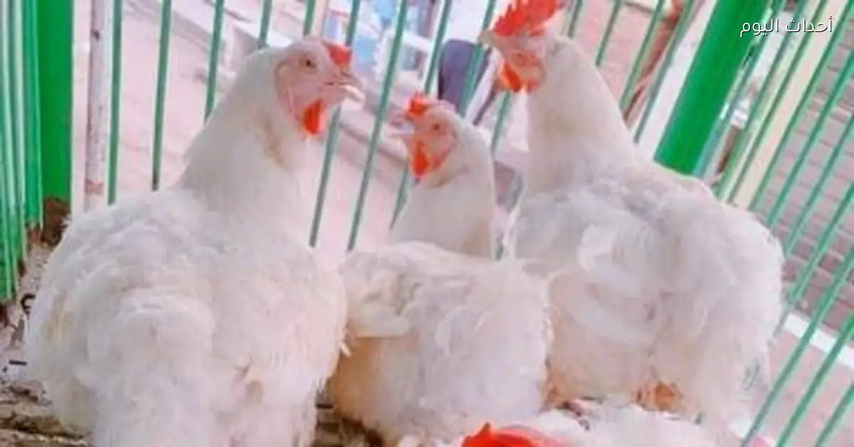 أسعار الدواجن في المنوفية تصل إلى 82 جنيها للكيلو اليوم