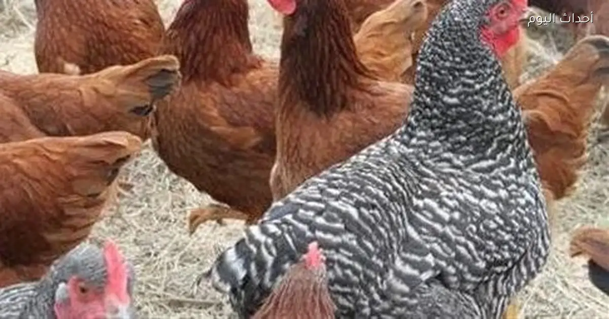 أسعار الدواجن والفراخ البيضاء والبلدي في بورصة الدواجن اليوم