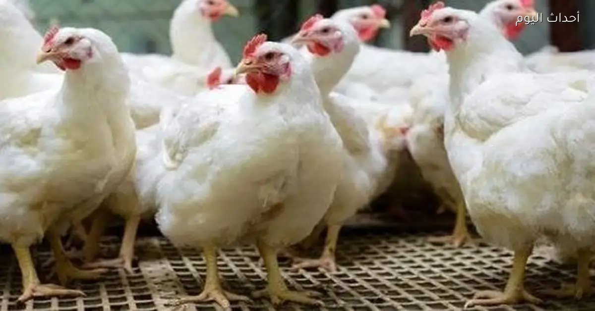أسعار الفراخ اليوم 2 يناير 2026 في المزارع والأسواق