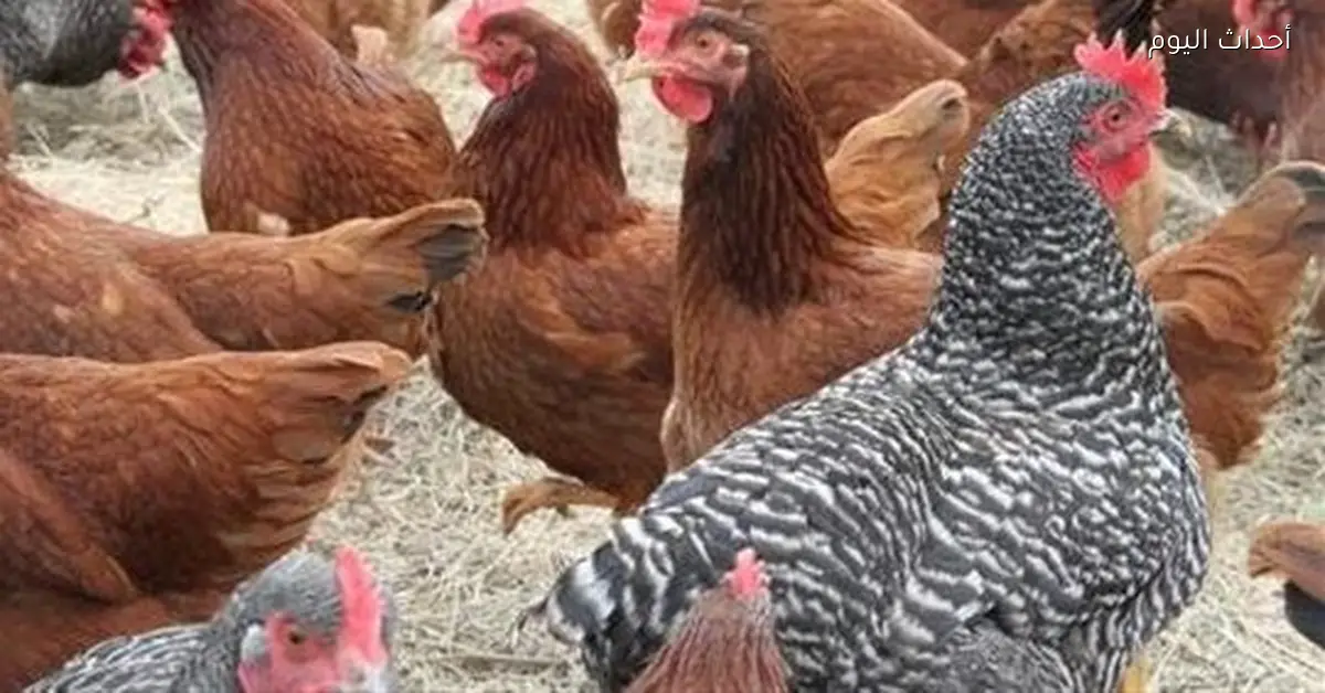 أسعار الفراخ اليوم الخميس 15 يناير 2026 في المزارع