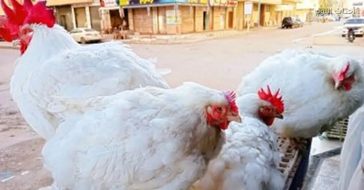 أسعار الفراخ في أسواق مطروح اليوم الخميس 1 يناير 2026