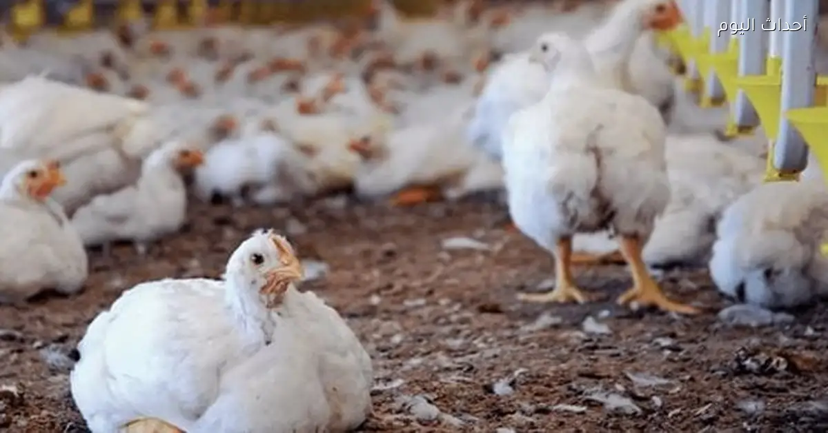 أسعار الفراخ والبيض في مصر اليوم الجمعة 16 يناير 2025