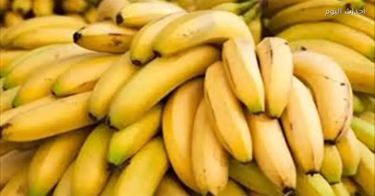 أسعار الموز البلدي في بداية عام 2026