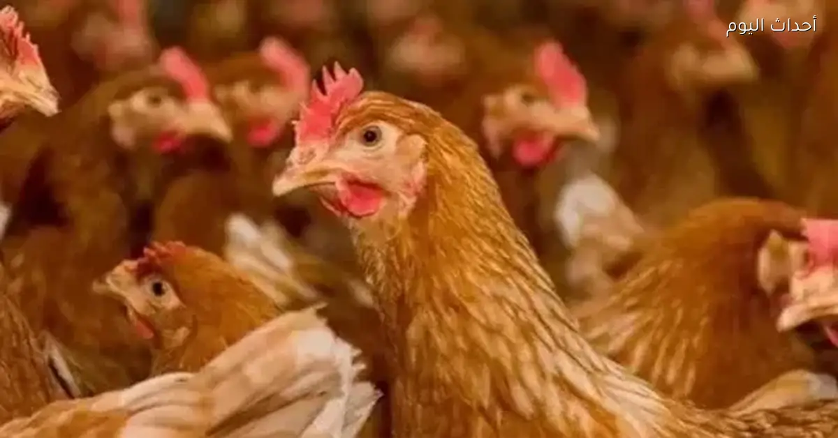 أسعار كيلو الفراخ البيضاء في بورصة الدواجن اليوم 11 يناير 2026