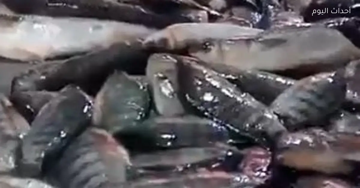 أسعار وأنواع الأسماك في كفر الشيخ تتصدر المشهد فيديو