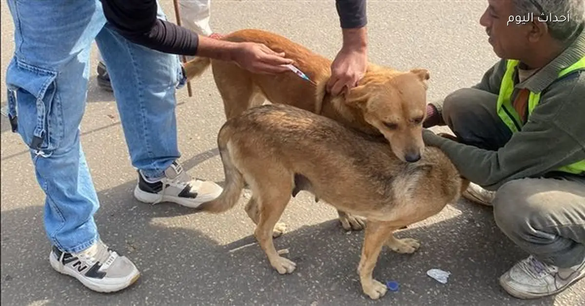 إطلاق الحملة الثانية لتطعيم كلاب الشوارع في إمبابة
