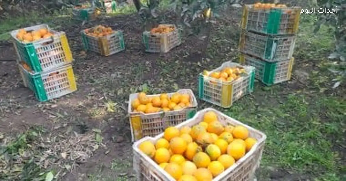استقرار أسعار الفاكهة في بورسعيد والبرتقال بـ15 جنيها اليوم