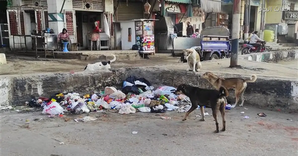الكلاب الضالة تثير القلق في شوارع الشرقية