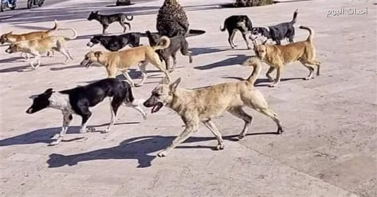 تحصين الكلاب الضالة في قنا بحملة بيطرية واسعة