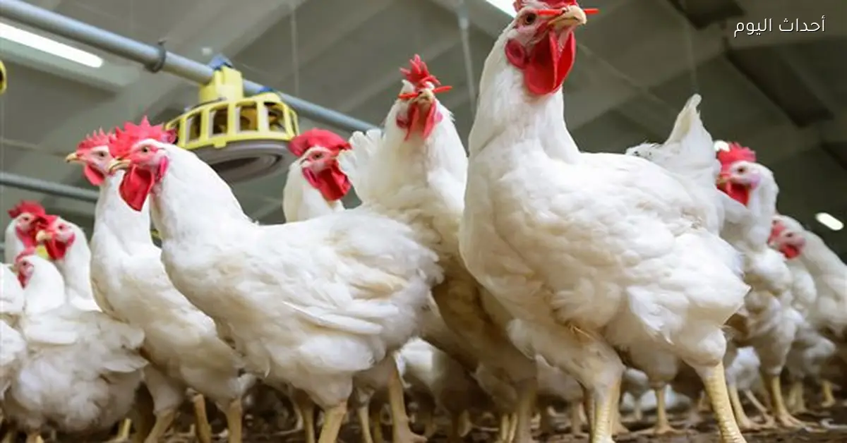 تراجع أسعار الدواجن الطازجة في الأسواق المصرية
