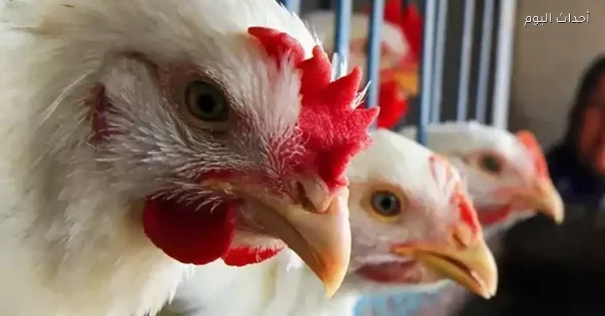 سعر الفراخ اليوم في الأسواق المحلية وبورصة الدواجن السبت 3 يناير 2026