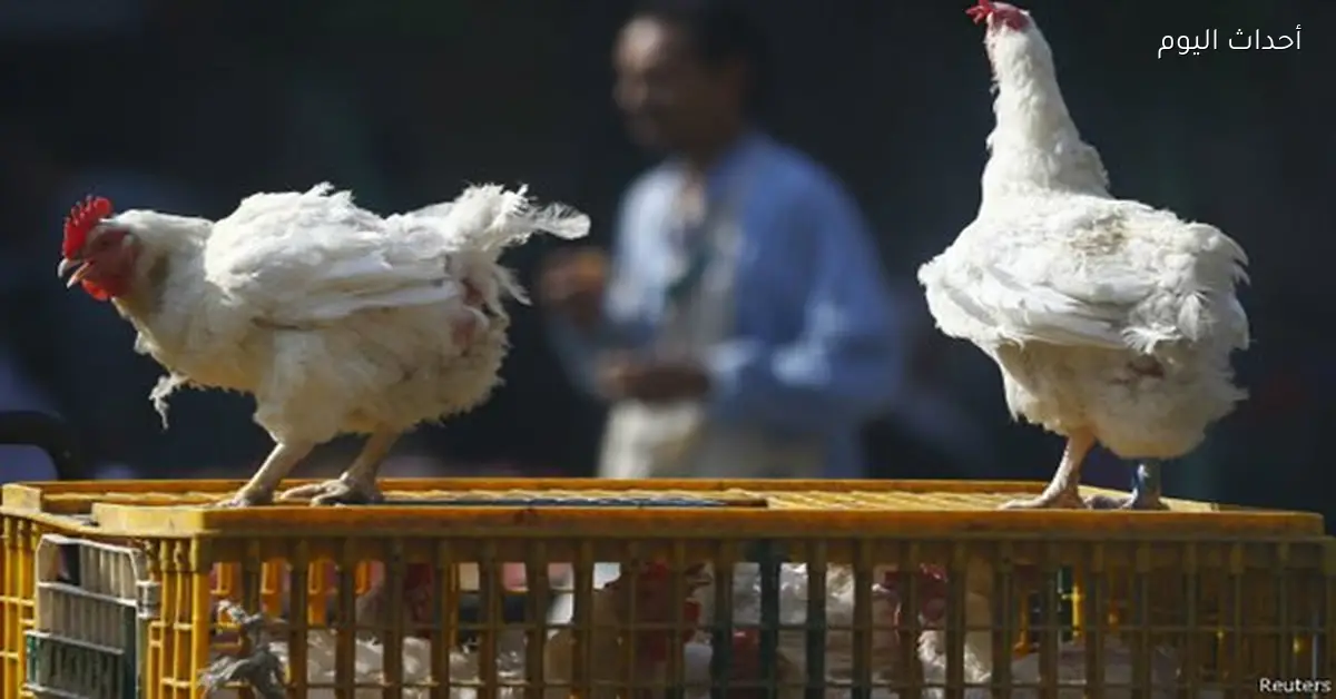 سعر كيلو الفراخ البيضاء اليوم 31 يناير 2026