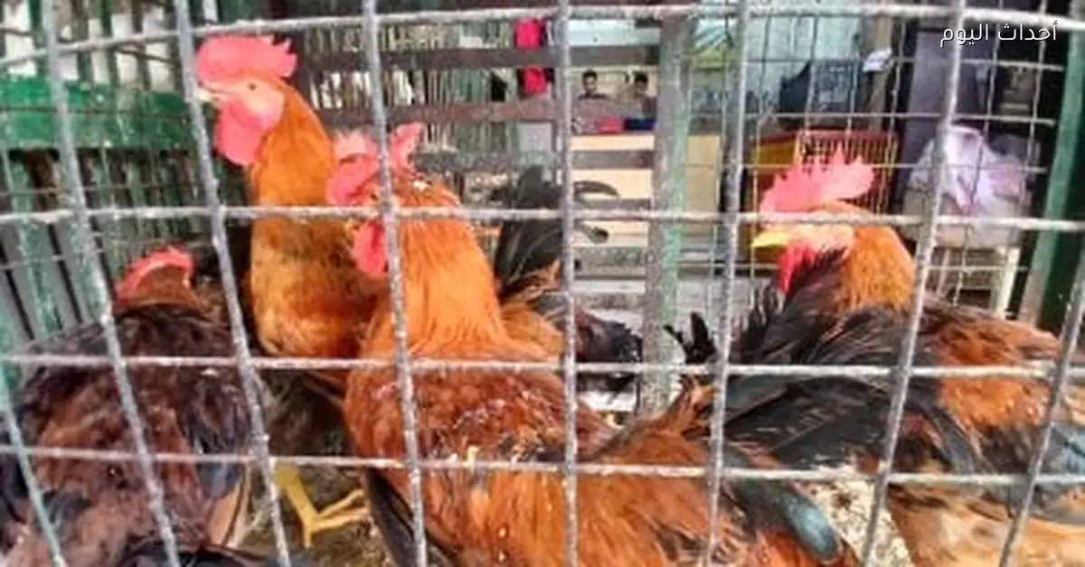 سعر كيلو الفراخ البيضاء في القليوبية 75 جنيها الخميس المقبل