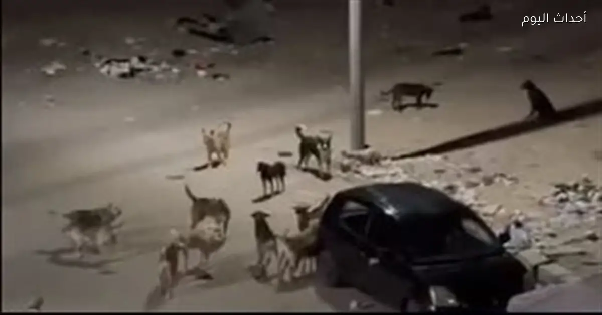 فيديو مخيف لكلاب ضالة يسبب ذعر الأهالي ومطالبات بقتلها