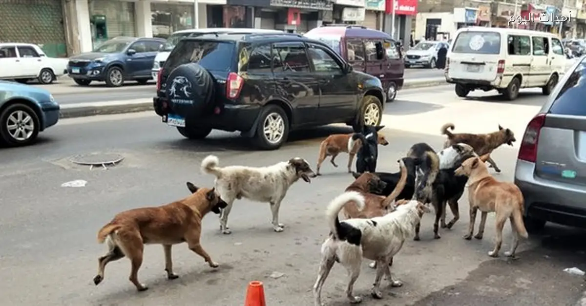 نقيب الفلاحين يكشف حلول التخلص من الكلاب الضالة