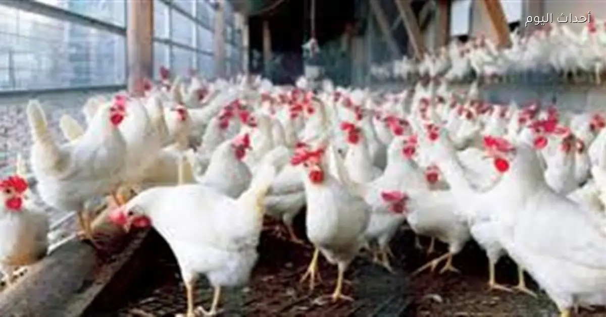 ارتفاع أسعار الدواجن الطازجة في مصر فبراير 2023