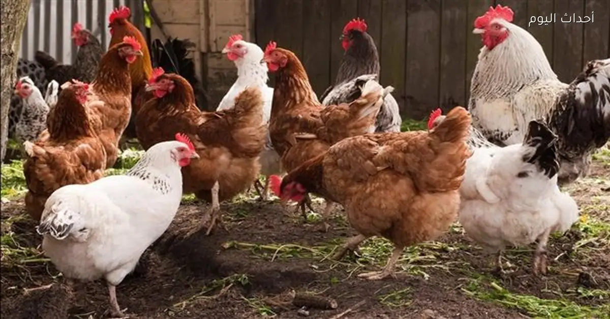 تباين أسعار الدواجن في السوق المصري بين التراجع اليومي والارتفاع الأسبوعي