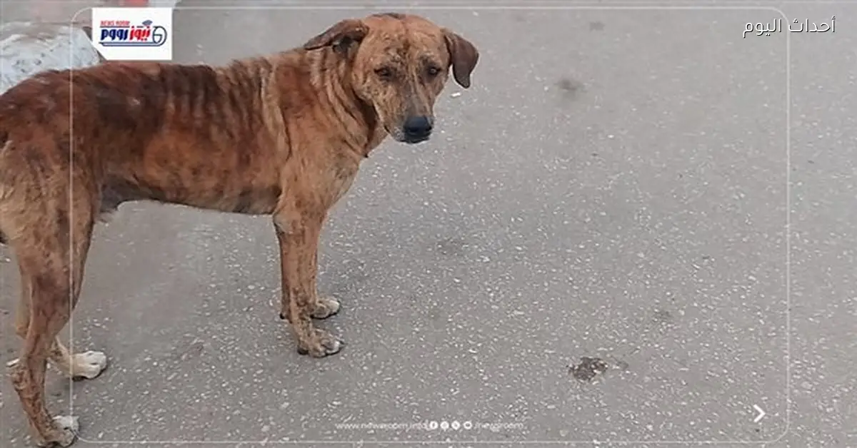 خطة تحصين وتعقيم للكلاب الضالة بتكلفة 2.2 مليار جنيه