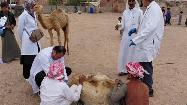 بحوث الصحراء تطلق قافلة بيطرية في جنوب سيناء