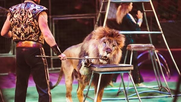 إخلاء سبيل مصور “شبل السيرك” بالجيزة بكفالة 20 ألف جنيه