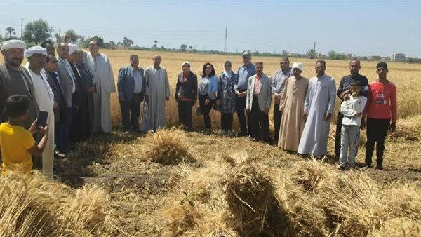 الزراعة تتابع حصاد القمح في الفيوم وتدعم المزارعين