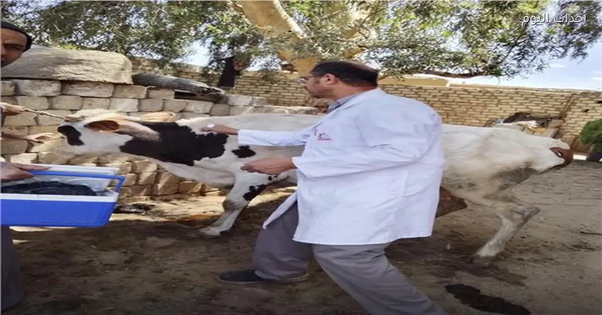 تحصين 186 ألف رأس ماشية ضد الحمى القلاعية في المنيا