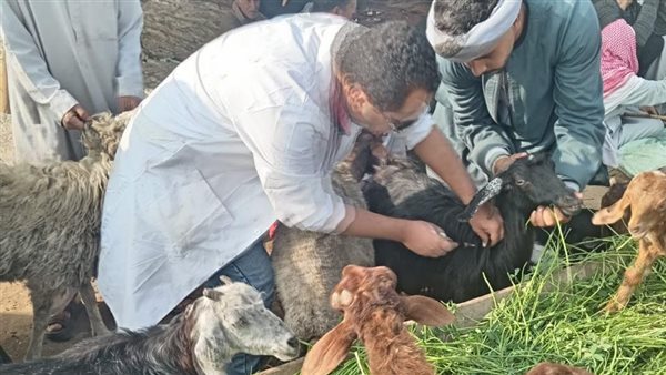 تحصين 3 مليون رأس ماشية في الحملة ضد الجلد العقدي