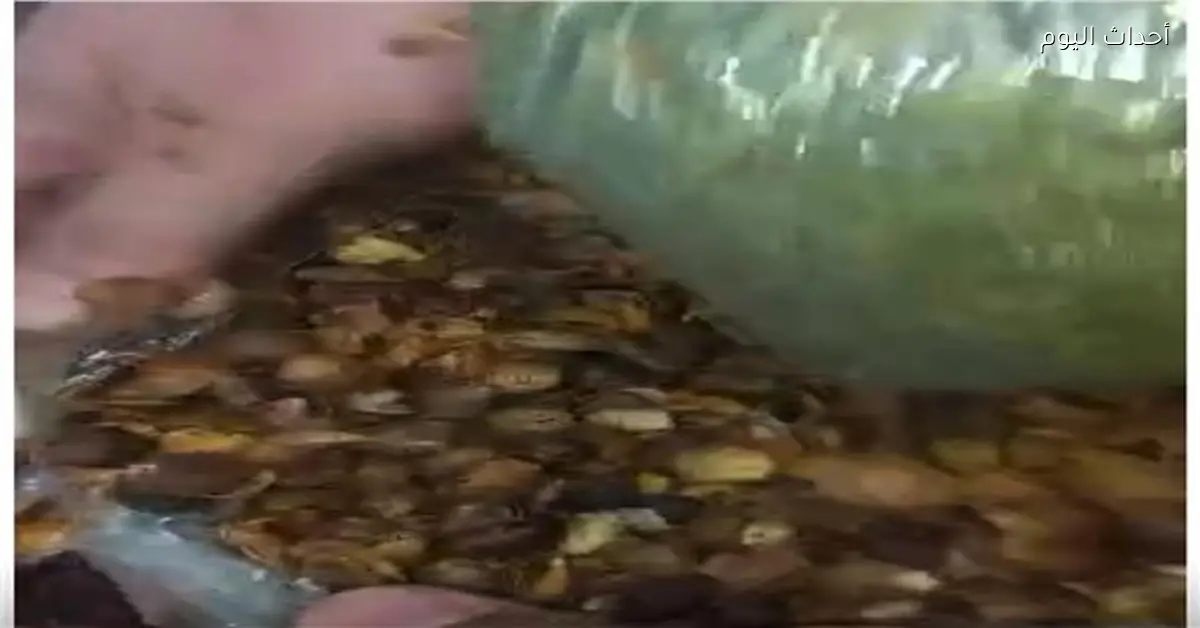 جمارك مطار القاهرة تضبط 3.6 كيلو من مخدر القات داخل شحنة كركديه