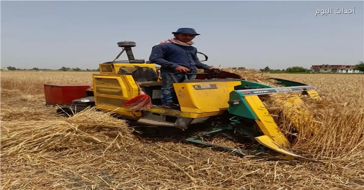 حصاد 6100 فدان من القمح في محافظة الشرقية