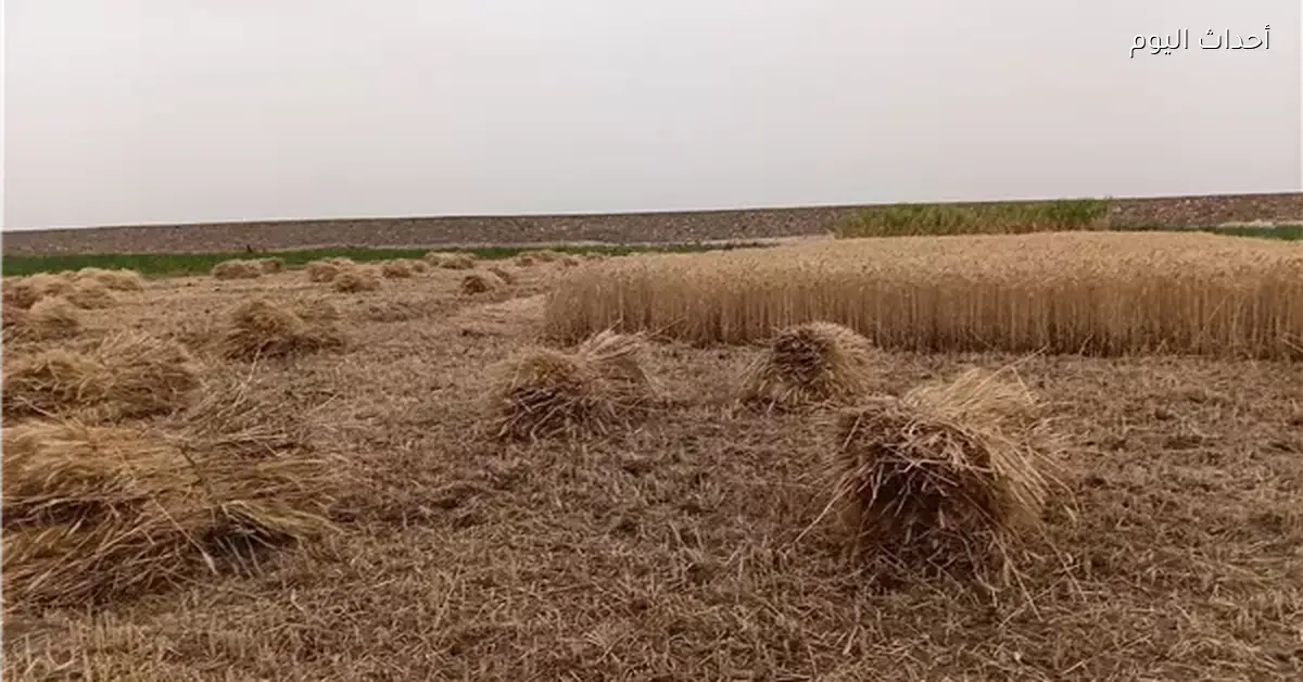 حصاد القمح يبدأ في أسوان وتوريده للصوامع