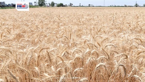 سعر الأردب 2500 جنيه وخطة لاستلام 5 ملايين طن من التموين