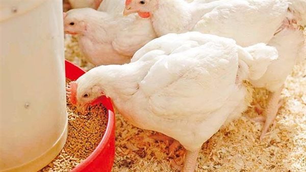 سعر كيلو الفراخ البيضاء اليوم في بورصة الدواجن